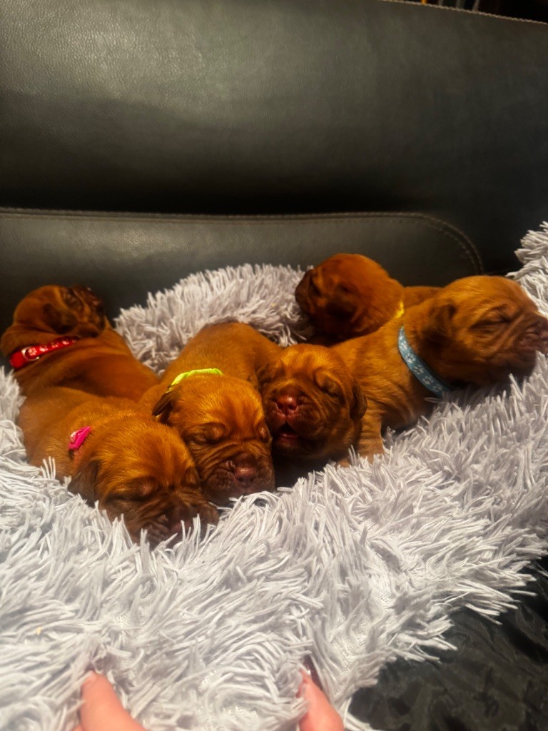 Du Charmant Chêne Rouge - Chiot disponible  - Dogue de Bordeaux