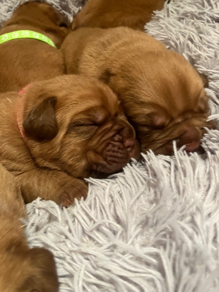 chiot Dogue de Bordeaux Du Charmant Chêne Rouge