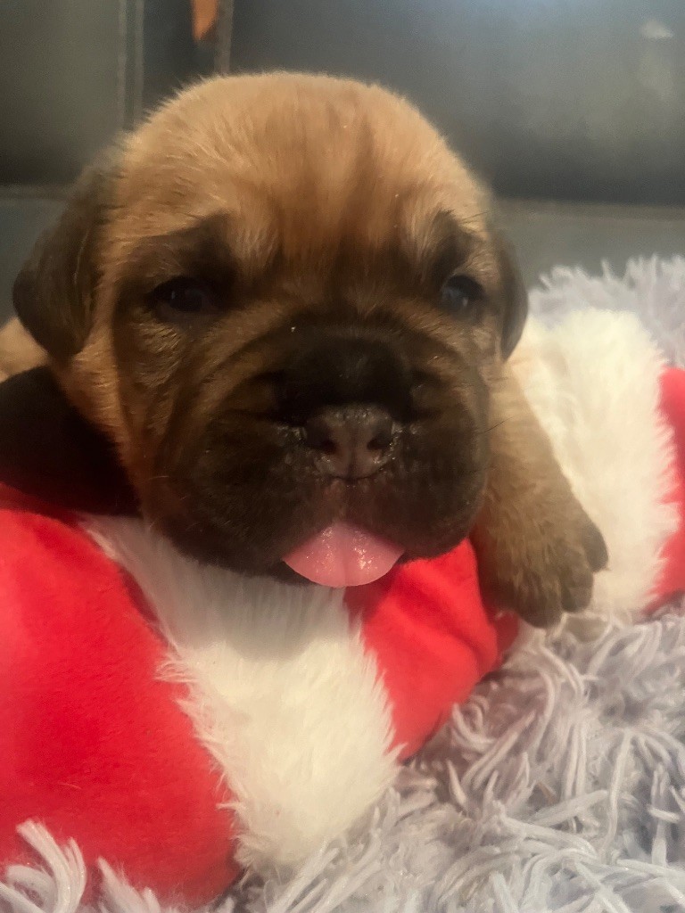 Du Charmant Chêne Rouge - Chiot disponible  - Dogue de Bordeaux