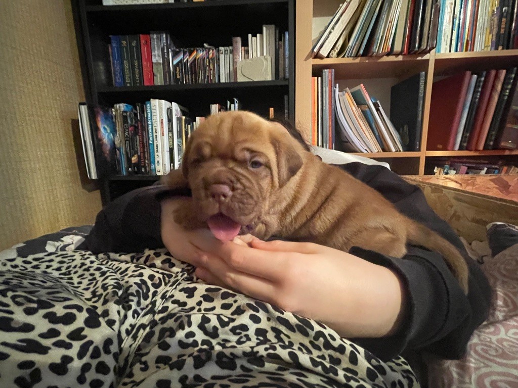 Du Charmant Chêne Rouge - Chiot disponible  - Dogue de Bordeaux