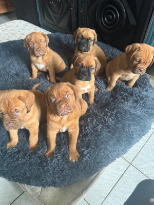 Du Charmant Chêne Rouge - Dogue de Bordeaux - Portée née le 26/12/2023