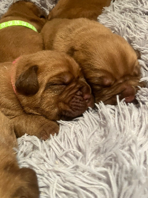 Du Charmant Chêne Rouge - Dogue de Bordeaux - Portée née le 15/01/2025