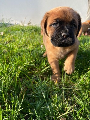 CHIOT collier marron