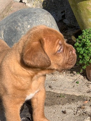 CHIOT collier jaune