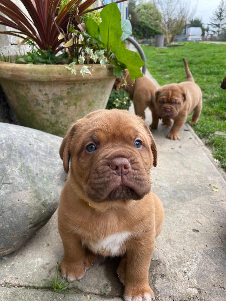 Du Charmant Chêne Rouge - Chiots disponibles - Dogue de Bordeaux