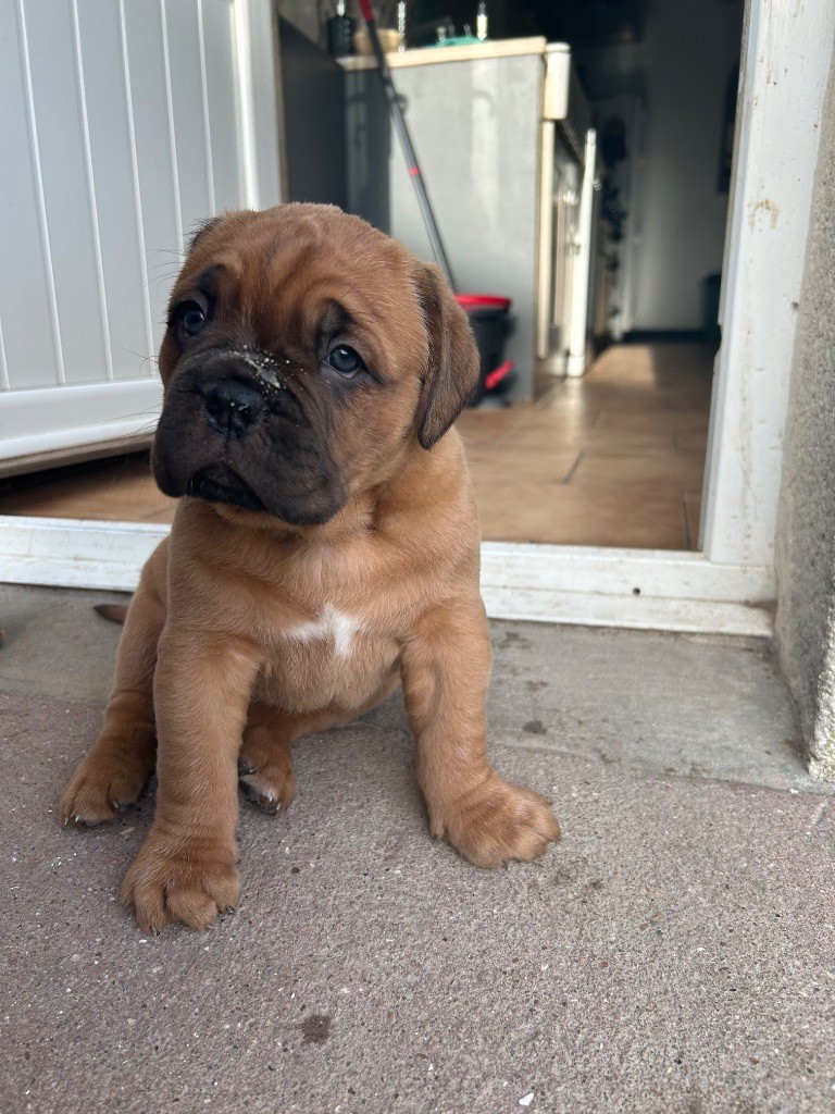 Du Charmant Chêne Rouge - Chiots disponibles - Dogue de Bordeaux