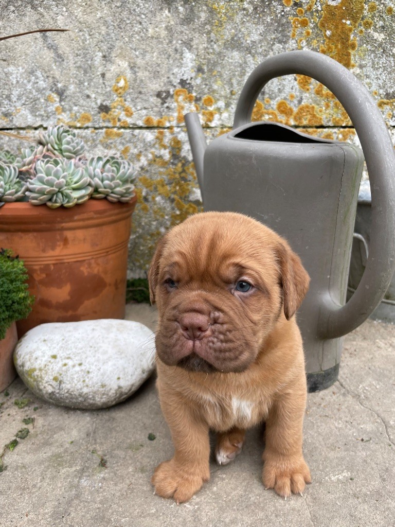 Du Charmant Chêne Rouge - Chiots disponibles - Dogue de Bordeaux